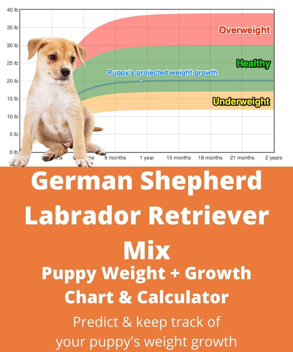 german-shepherd-labrador-retriever-mix Puppy Weight Growth Chart german-shepherd-labrador-retriever-mix Puppy Weight Growth Chart
